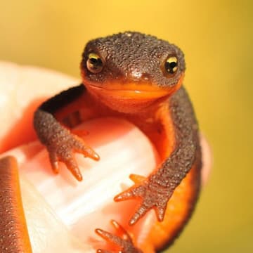 NootNewt