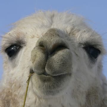 llama22