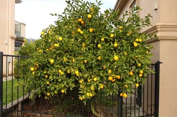 Lemon-Tree